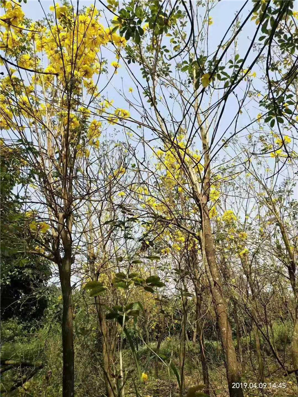 河南黄花风铃木树苗基地种植联系方式期待您的来电龙经理(个体经营)