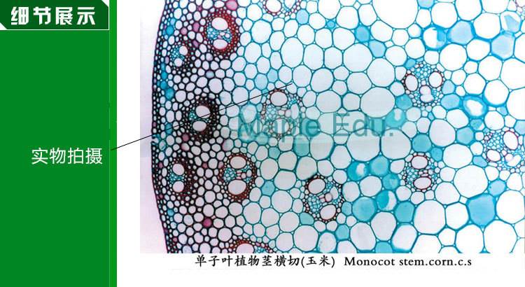 红苹果 生物切片 单子叶植物茎 草本植物茎玉米茎横生物切片