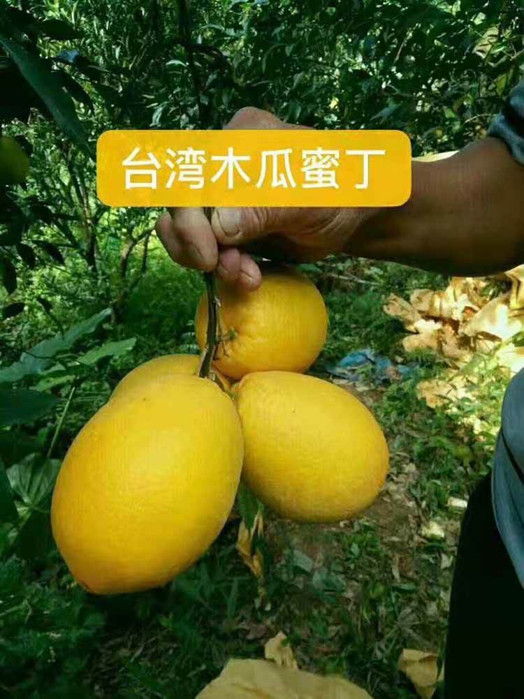 木瓜蜜丁柑橘苗木瓜蜜丁柚苗木瓜蜜丁橙苗木瓜蜜丁橙子苗
