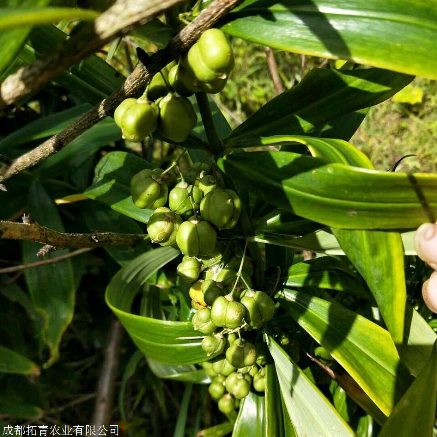 搜采通精选 四川黄精种植基地       黄精属百合科,多年生草本植物