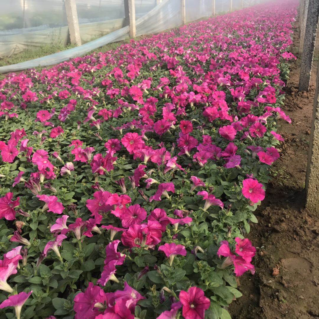 山东矮牵牛种植基地矮牵牛价格优惠矮牵牛花卉盆景