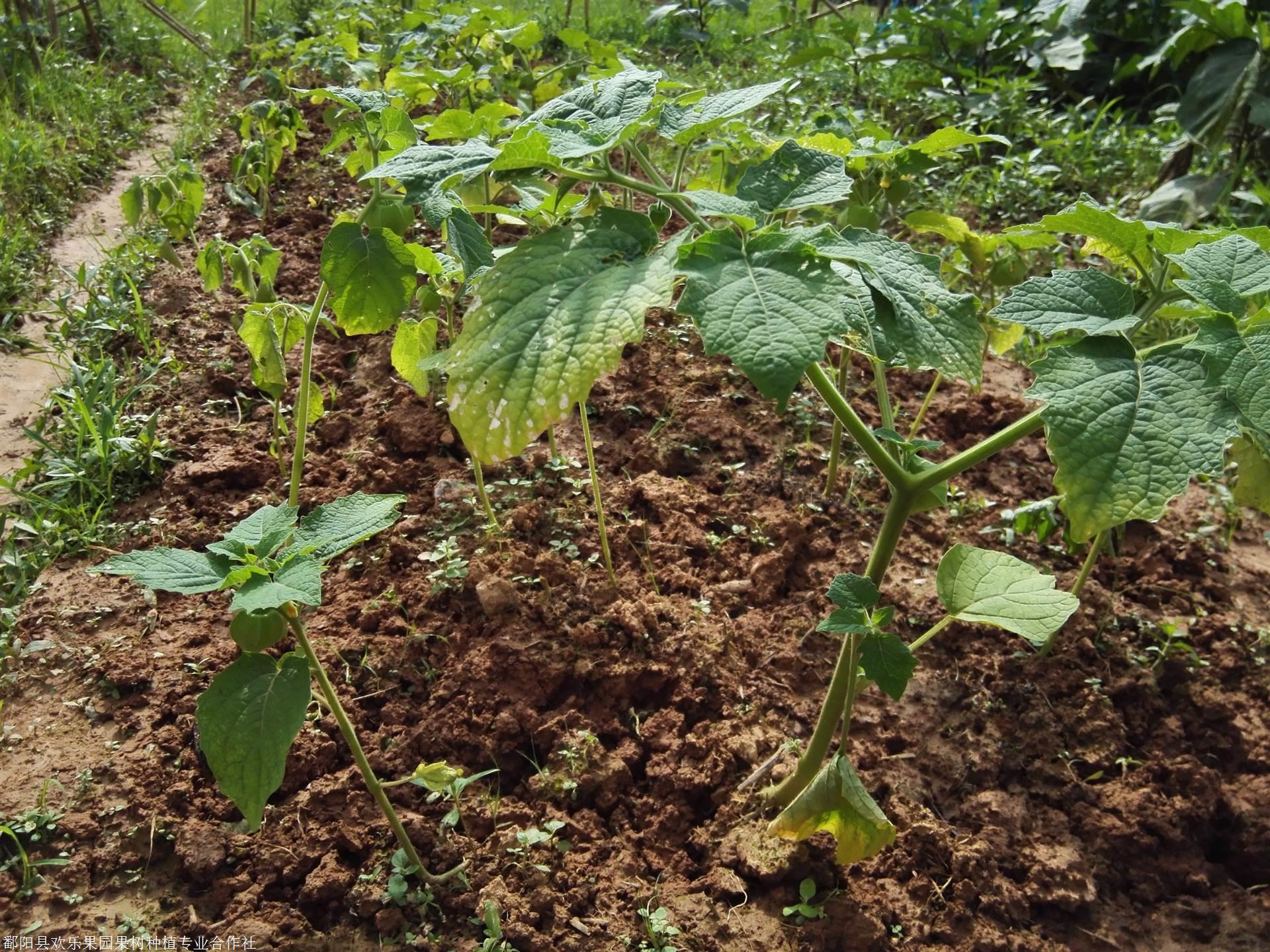 黄珠果种子批发,黄姑娘果种植技术