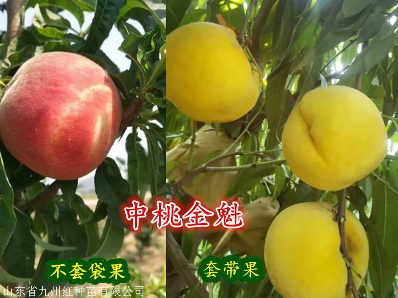 新品种中桃金魁桃树苗10个特点介绍
