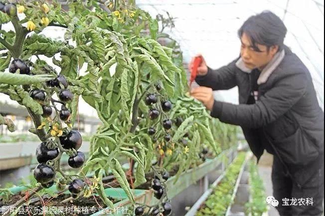 黑番茄的药食功效-黑蕃茄种植前景综合介绍