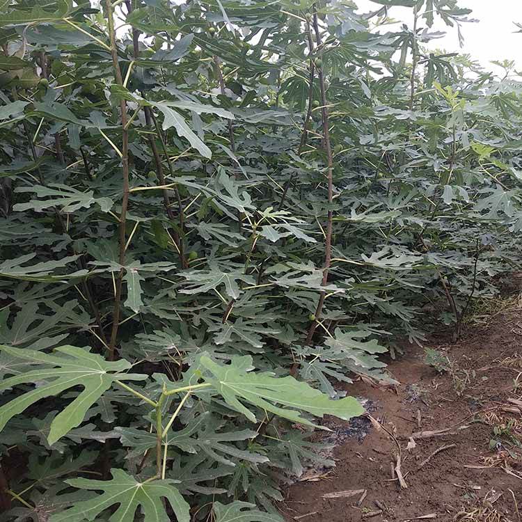 青皮无花果树2018新品种华丽无花果树森林木无花果苗基地