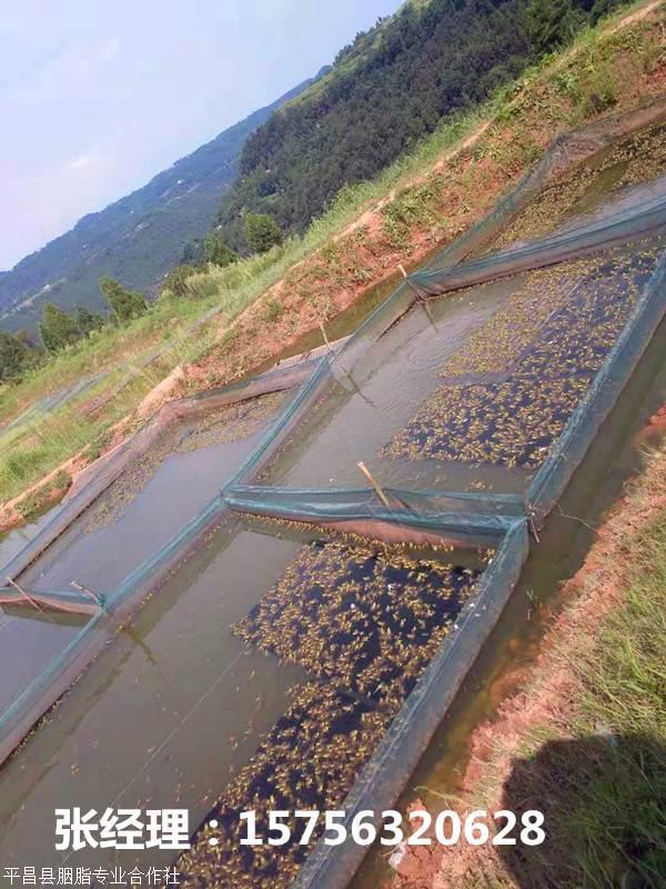 四川牛蛙哪里有卖四川牛蛙多少钱四川牛蛙厂家批发