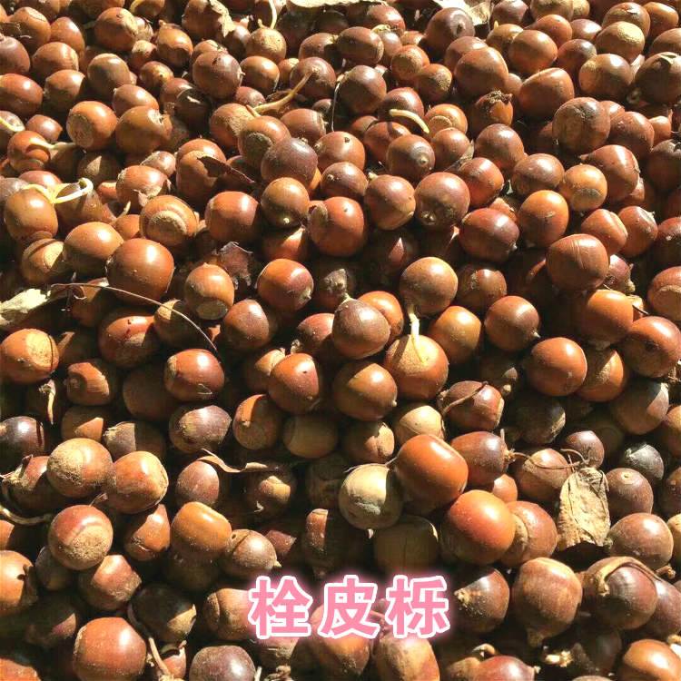 橡树青冈栎栓皮栎蒙古栎麻栎种子供应