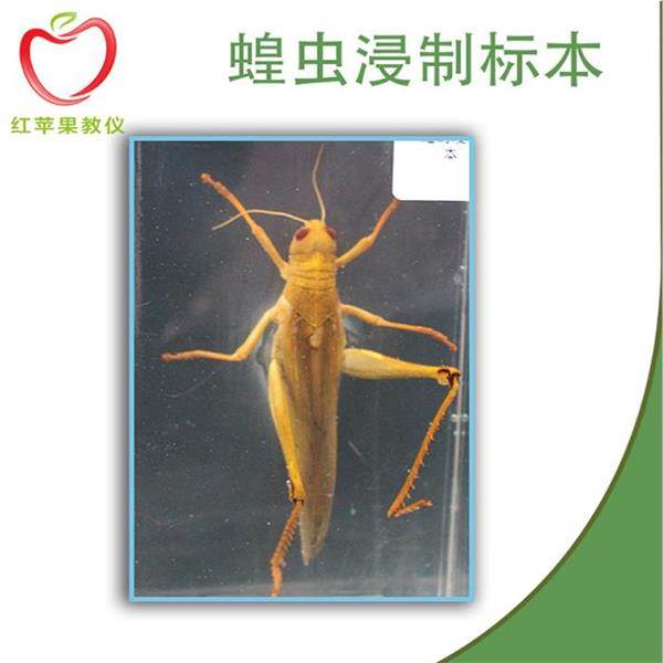 红苹果 生物切片 植物浸制标本 天津 生物教学仪器厂家批发价格