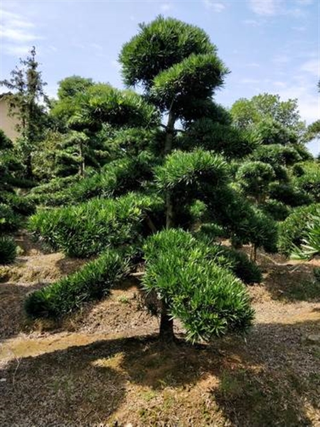 罗汉松查看联系方式立即询价长沙市雨花区瑞达绿化苗木场搜了网普通