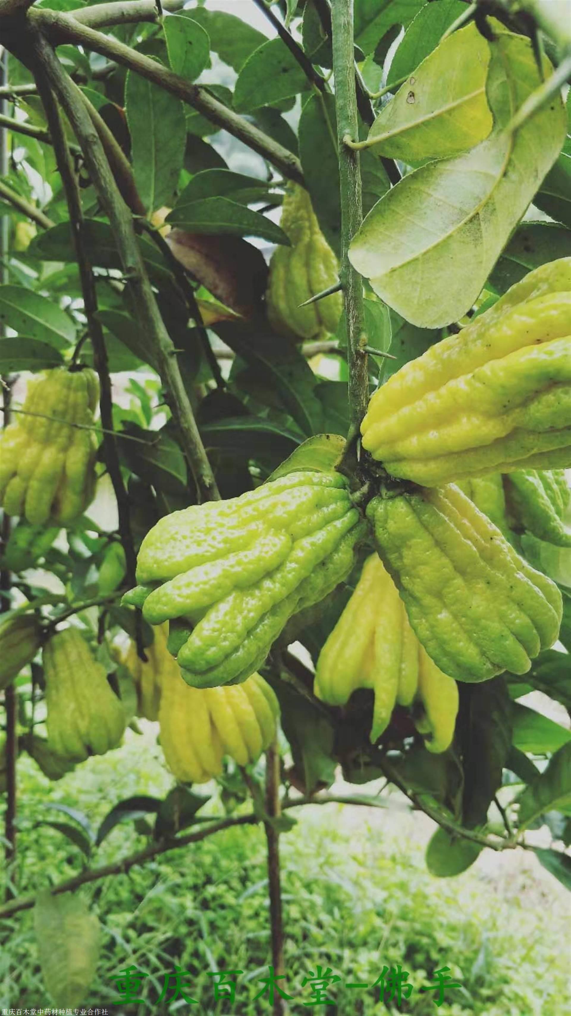 中药材佛手种植方法,佛手苗种植技术,中药材佛手种植