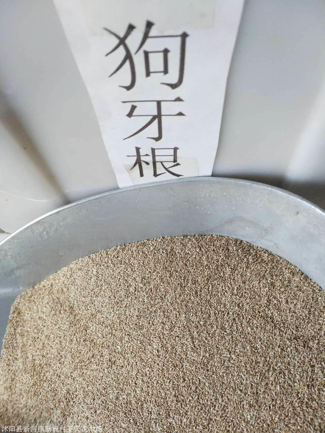 护坡固土紫穗槐 狗牙根,高羊茅 百喜草效果好