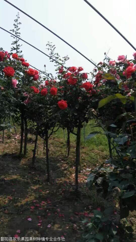 树状月季花图片,江西树状月季种植基地