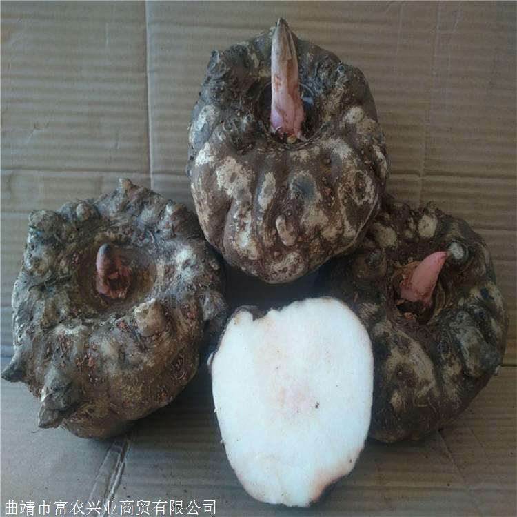 宁洱魔芋种子 黄魔芋可以食用吗 魔芋种子批发