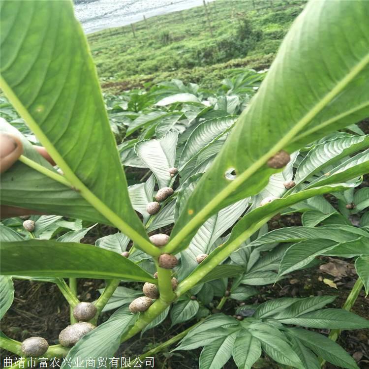 惠水魔芋种子 珠芽魔芋种子如何存储 四川眉山魔芋种植基地