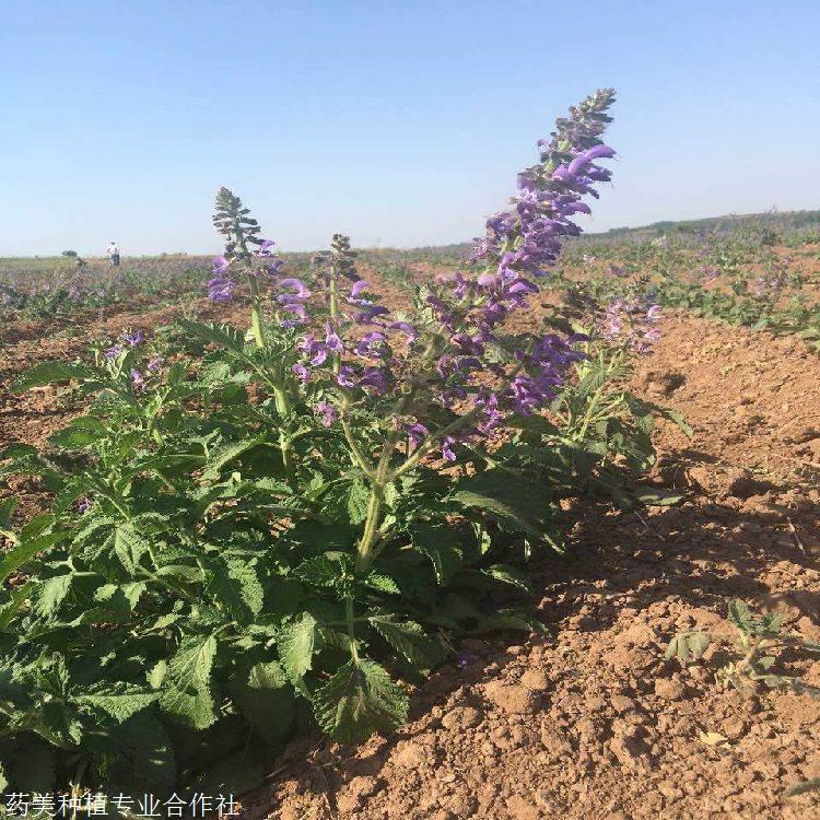 丹参种苗的种植管理