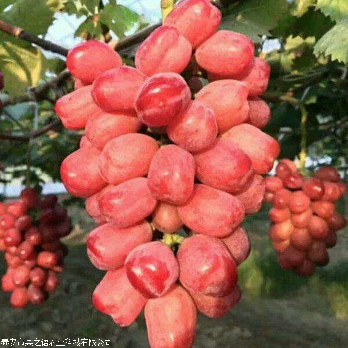 浪漫红颜葡萄苗放心省心 浪漫红颜葡萄苗出售