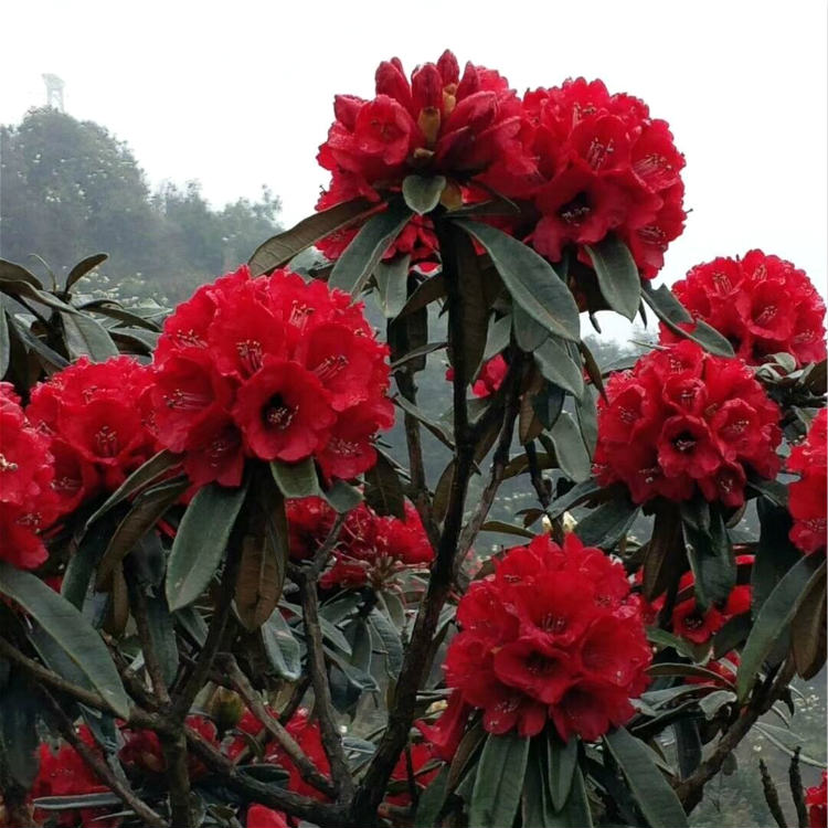 移植马缨杜鹃苗 多杆高山杜鹃苗 马缨花苗木批发供应
