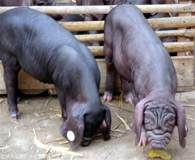 母狗发情引情人狂叫 导致婴儿深夜常被吓哭