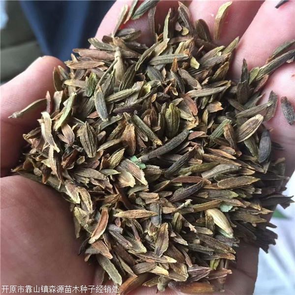哪里有批发零售红丁香种子