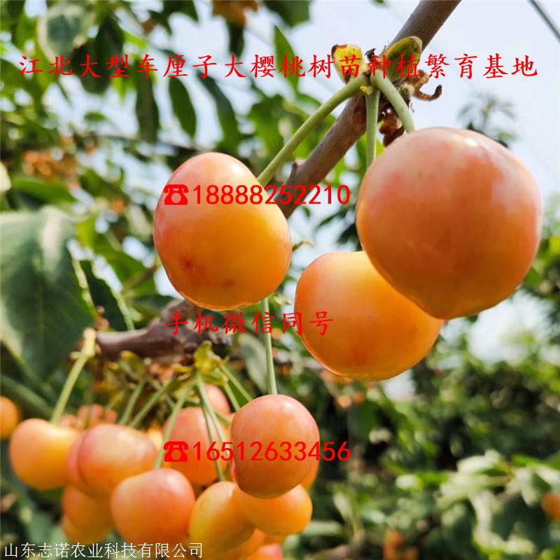 泰安矮化福金大樱桃树苗批发价,矮化福金大樱桃树苗
