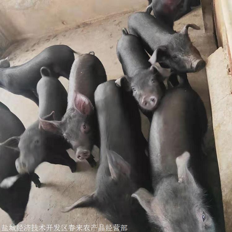 黑母猪批发黑母猪价格黑猪春来禽业