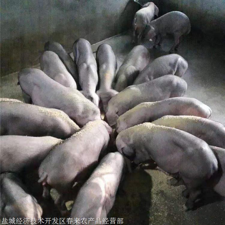 高产太湖母猪大量出售苏太母猪选购苏太母猪价格多少春来禽业