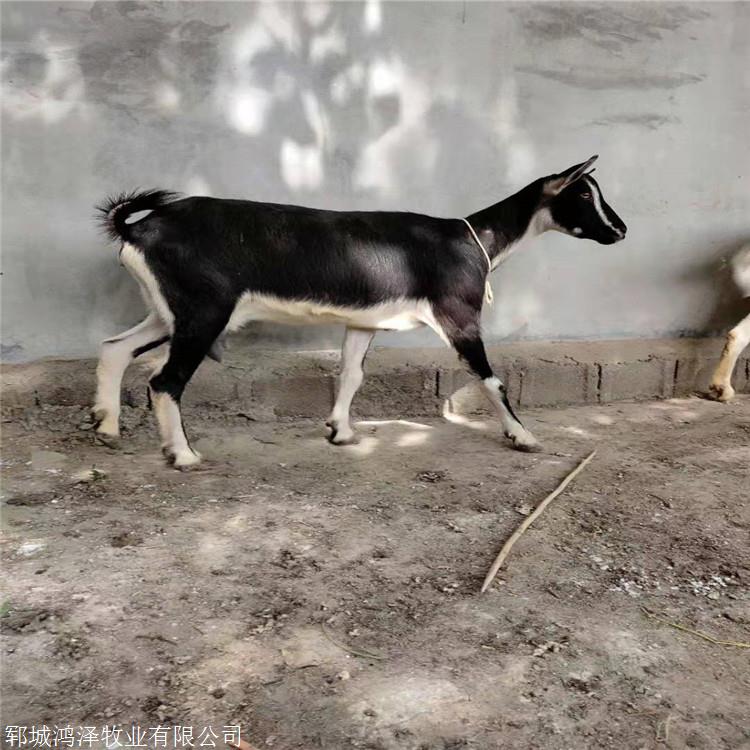 大量供应纯种吐根堡母羊 鸿泽牧业吐根堡奶山羊膻味