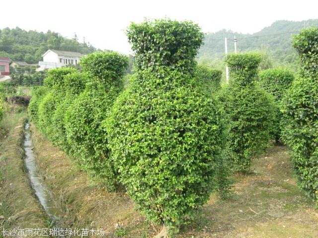 女贞柱子,小叶女贞球,湖南造型女贞,女贞价格