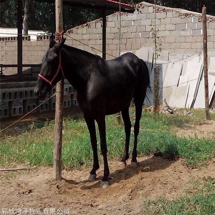 大量供应成年半血马阿拉伯半血马现在大概什么价钱鸿泽牧业