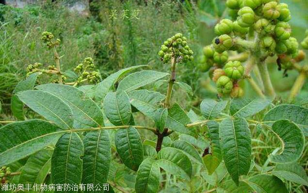 吴茱萸锈病发病规律及用药防治方案