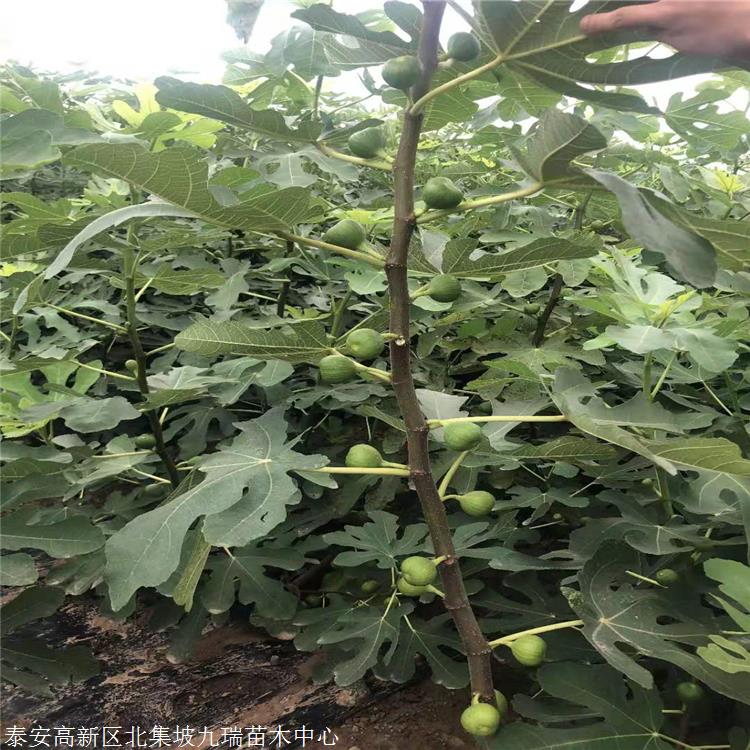 芭劳奈无花果苗品种介绍