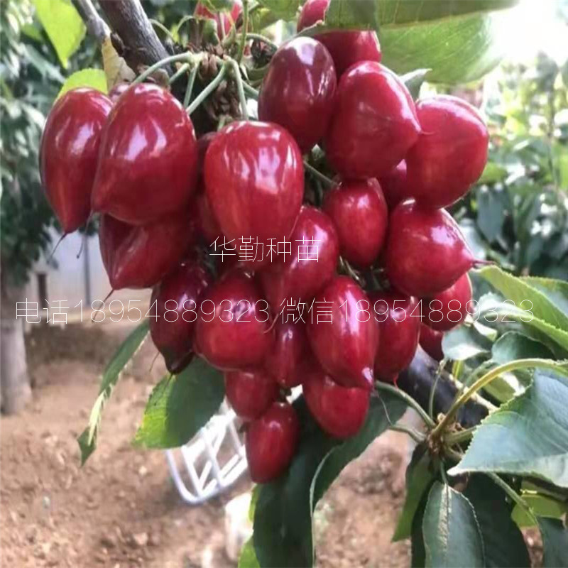 晚熟大樱桃品种 根系发达的