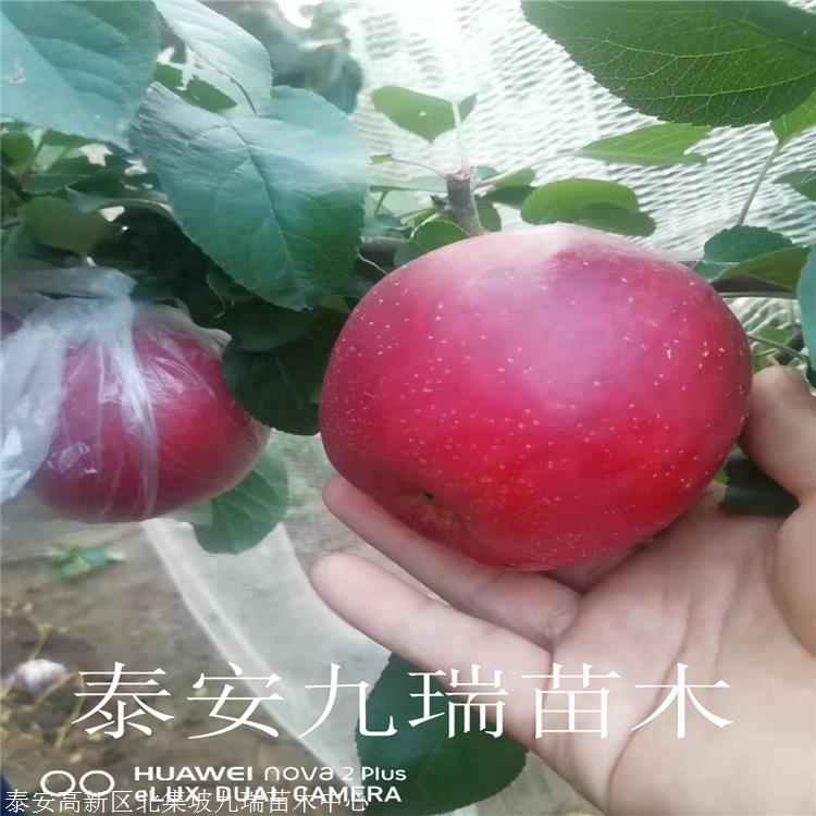 红星苹果苗市场行情