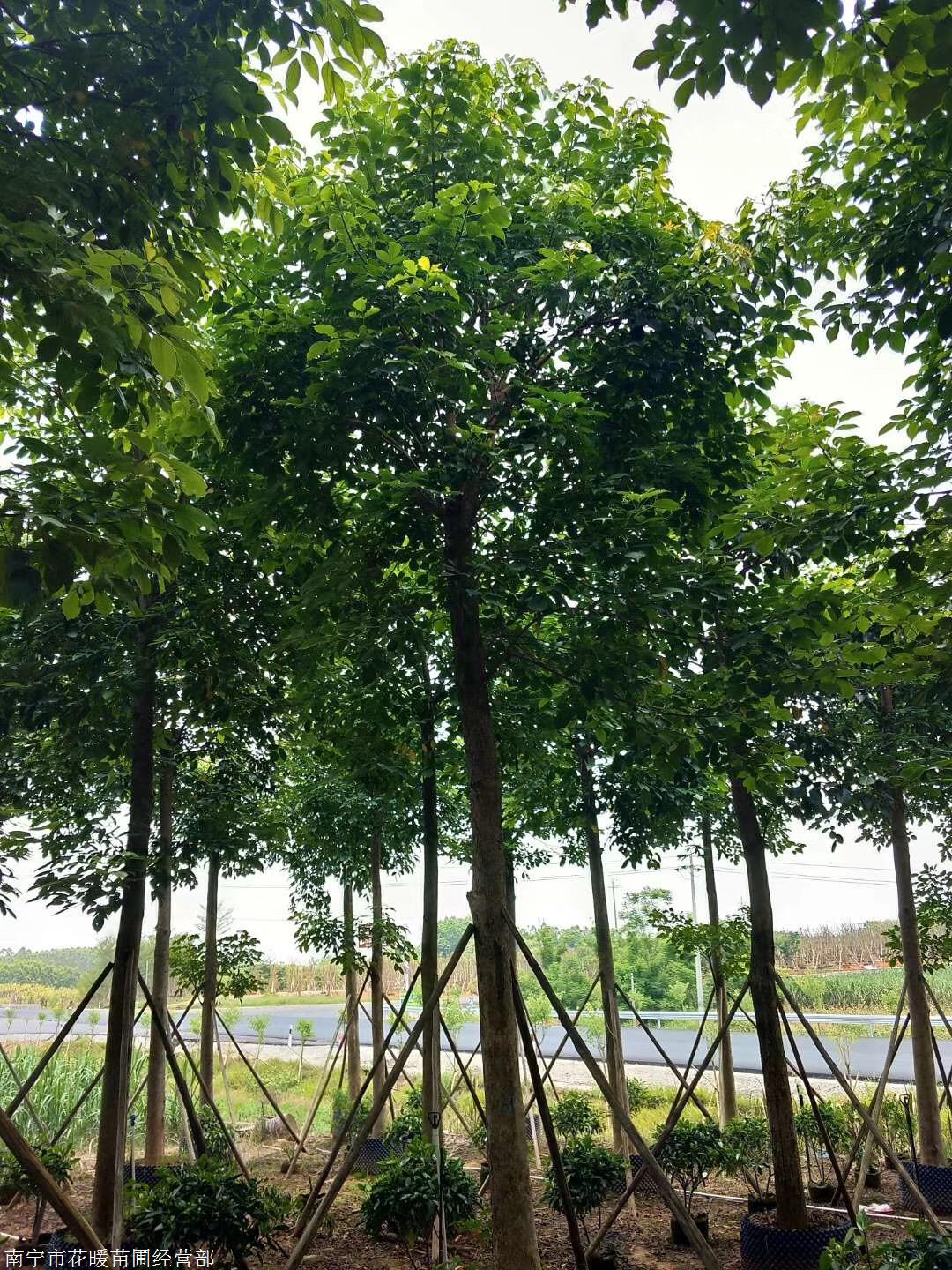 从1公分到18公分的行道树都有,以下图片是我们重阳木基地的一角