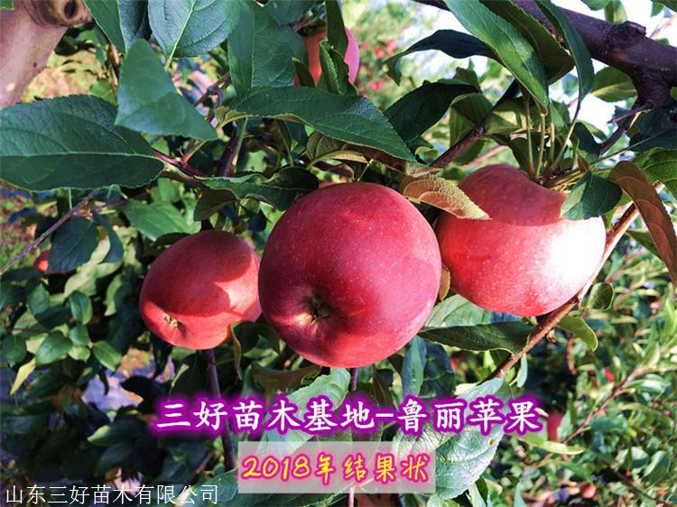 鲁丽苹果苗哪里有鲁丽苹果苗繁育基地