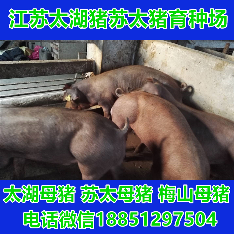 大型养猪场 二花脸母猪出售 苏太猪养殖场