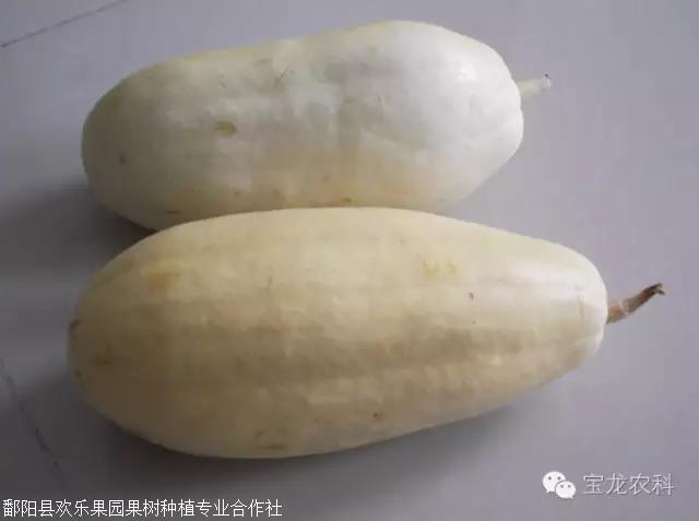 中国杏瓜江西特有的一种蔬菜食用的瓜