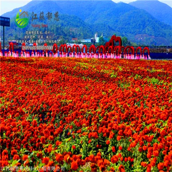 成都市花海旅游承接打造