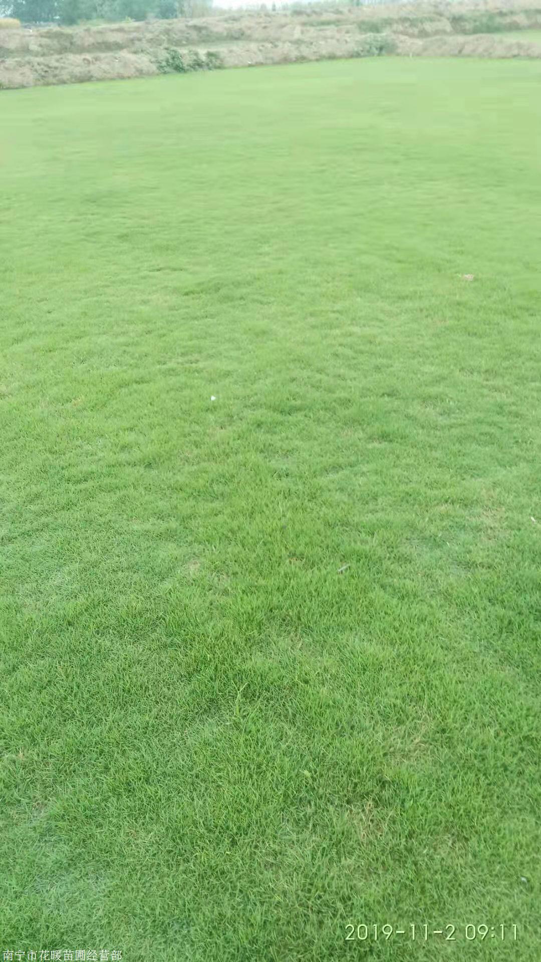 南宁马尼拉草皮优缺点