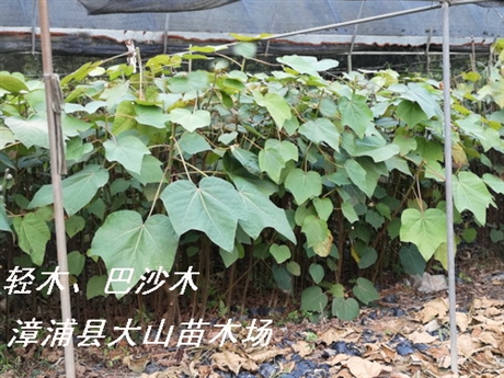 供应无忧树无忧花绿化苗木新品种稀有树种