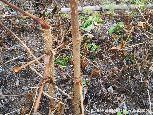 刺老包种苗基地出售刺龙苞树苗云南客商大量采购刺老包苗