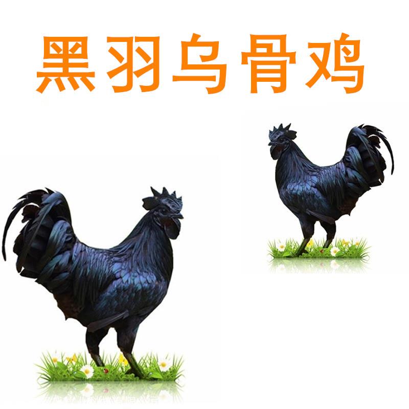 优质黑羽乌骨鸡批发,黑羽乌骨鸡