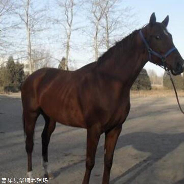 山东直销纯血马 改良骑乘马 蒙古马