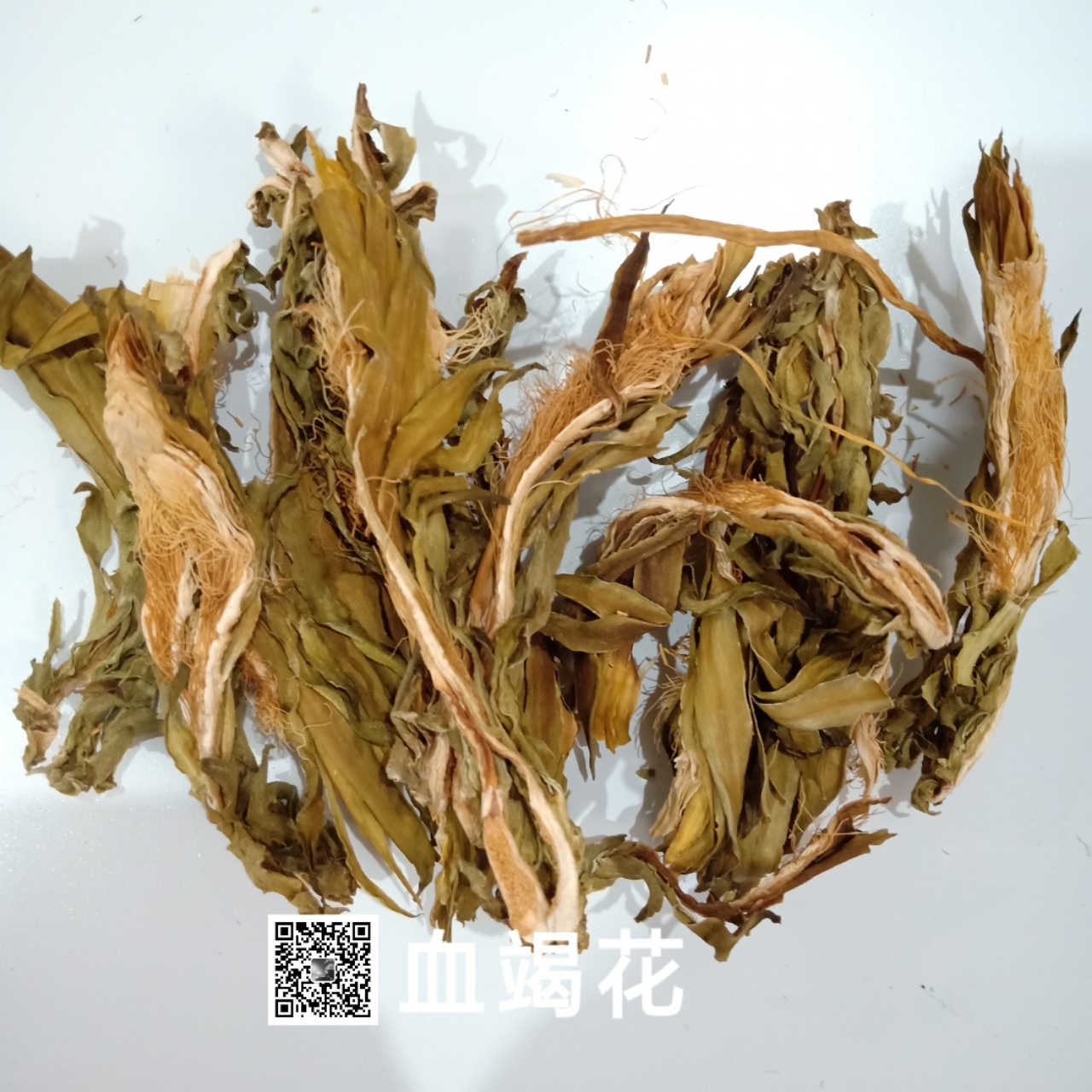 供应血竭花/血竭花产地直销