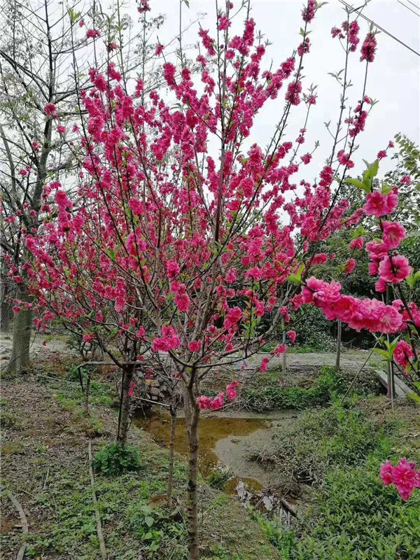 江苏桃花苗怎么种郴州桃花树苗市场报价