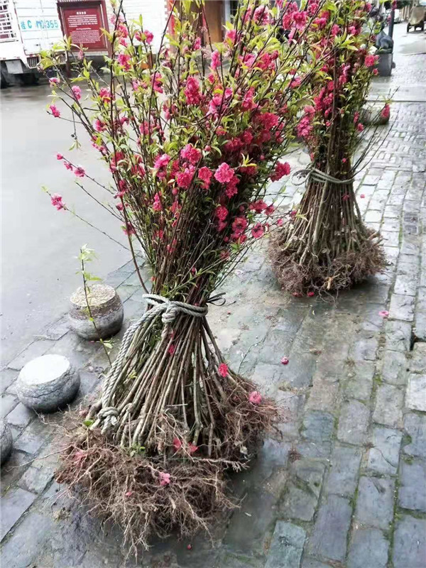 广西百色桃花树苗供应商电话