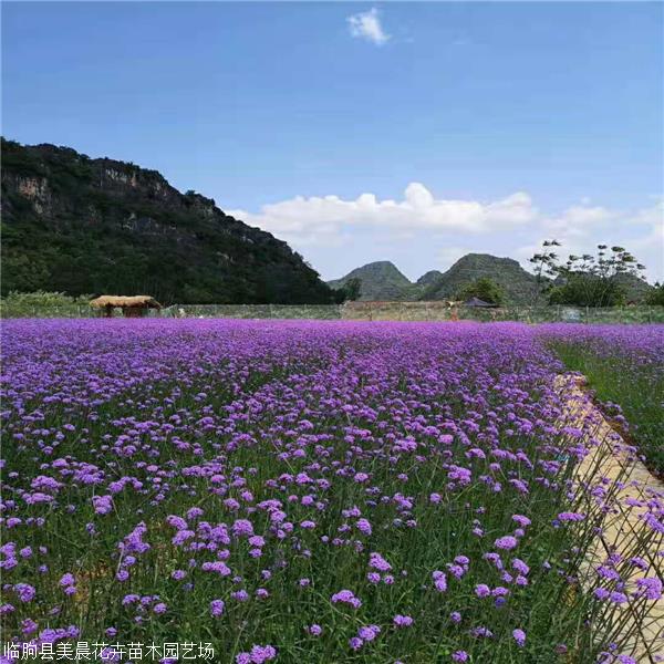 柳叶马鞭草种子马鞭草基地性喜温暖气候
