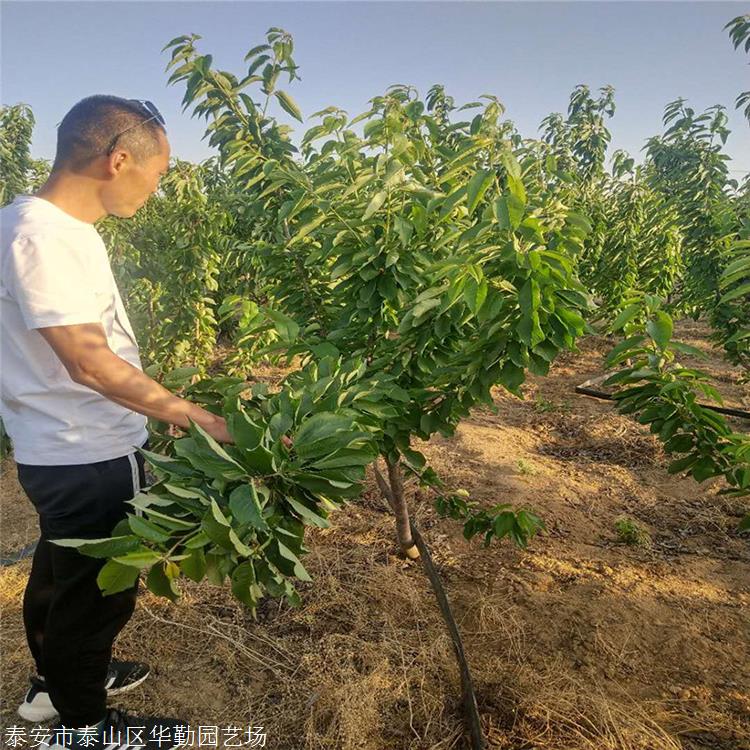 嫁接樱桃苗价格 常生批发优质樱桃树苗 华勤图片_高清图-泰安市泰山区