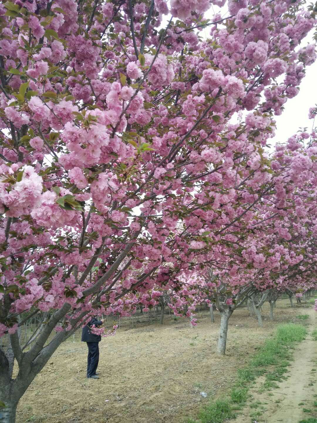 山东泰安樱花8公分樱花