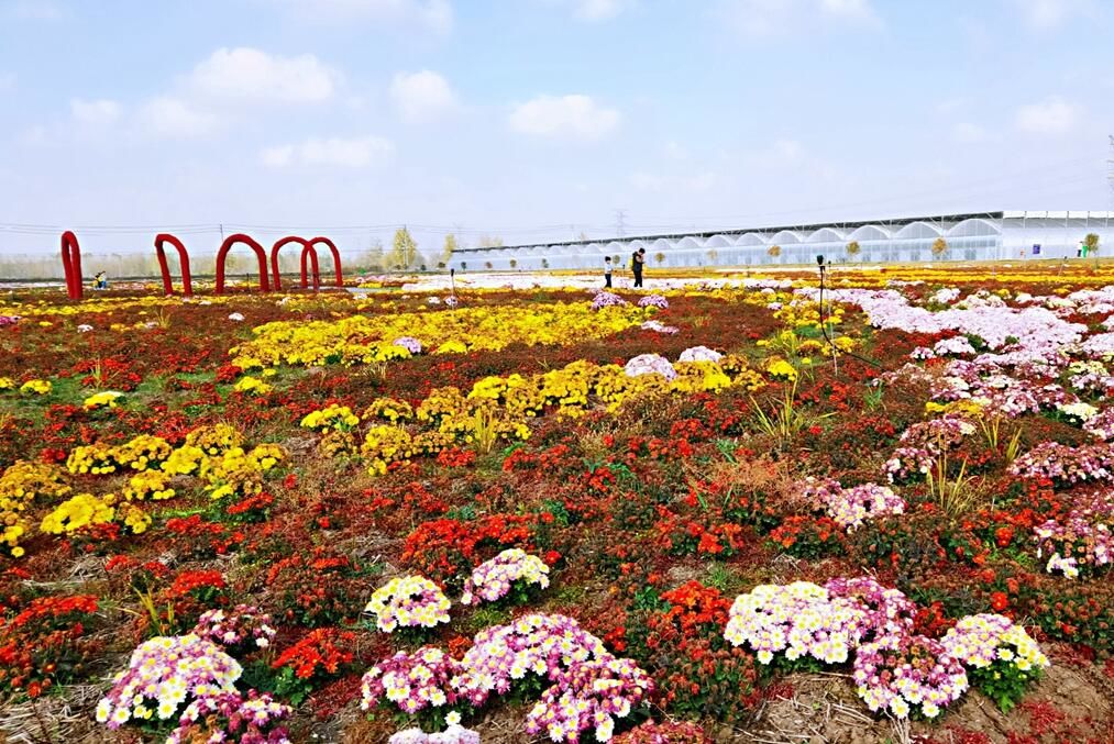 如何花海打造